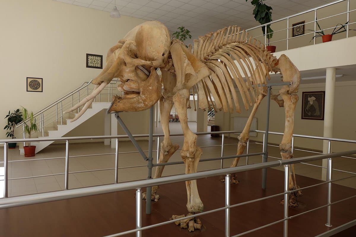 Ali Demirsoy Natural History Museum cover image