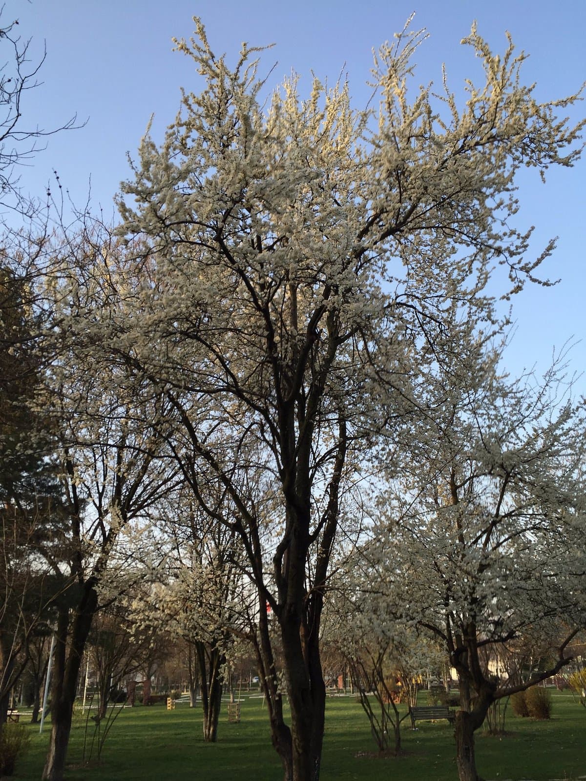 Atatürk-Waldpark