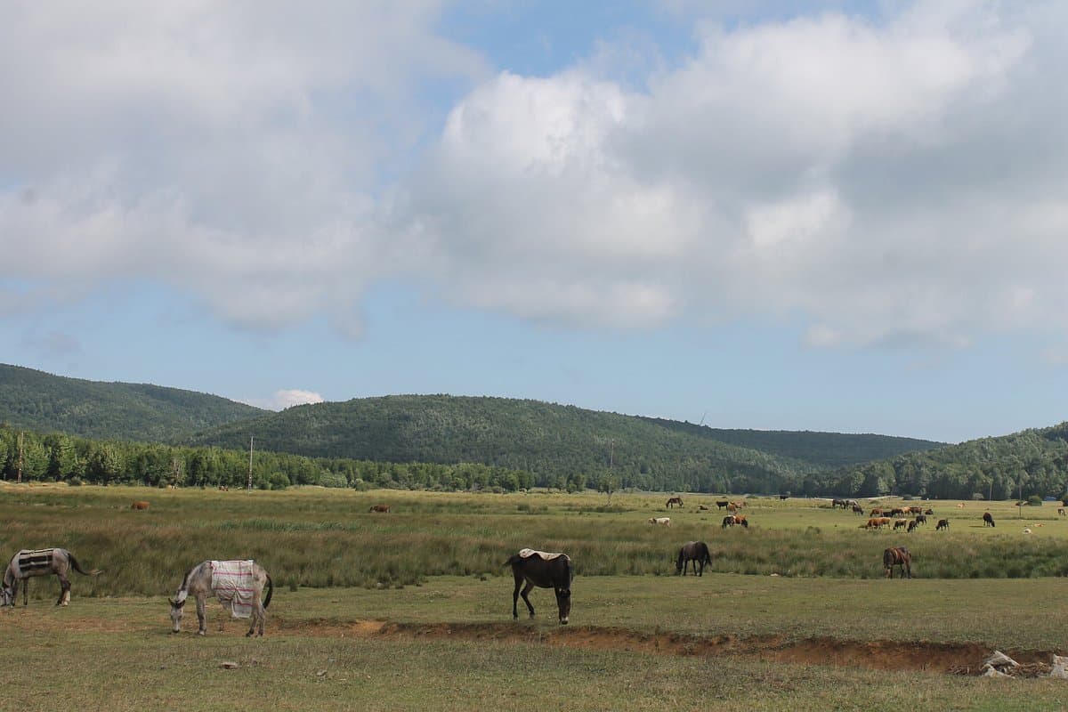 Delmece Yaylasi cover image