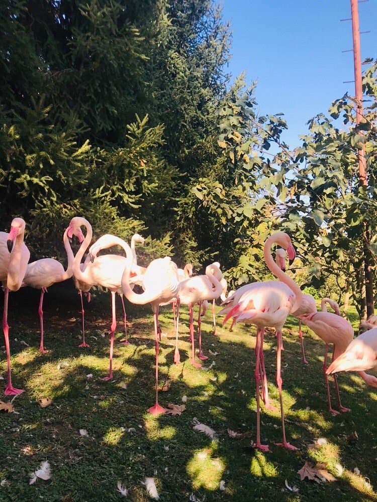 Canakcilar Zoo and Botanical Park cover image