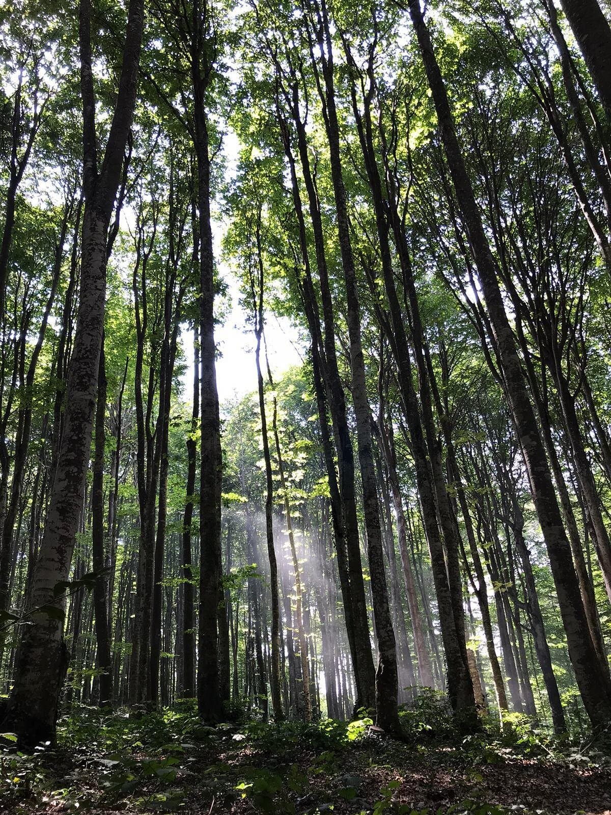 Naturpark Eriklitepe