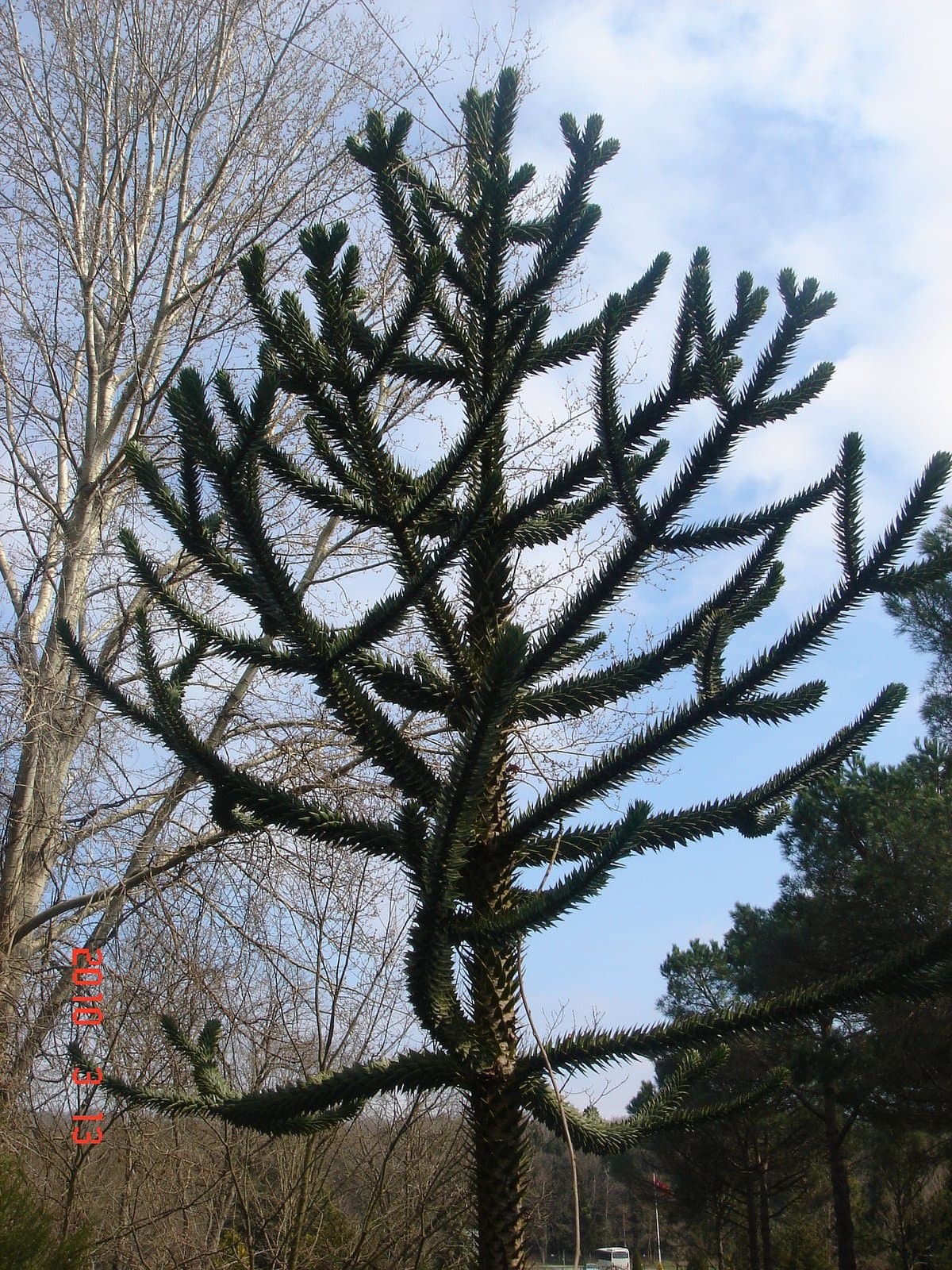Atatürk Arboretum cover image